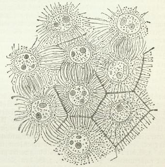 Scheidewandbildung im Umkreis der Zellkerne (aus dem Embryosack von Agrimonia). Scheidewandbildung im Umkreis der Zellkerne (aus dem Embryosack von Agrimonia).