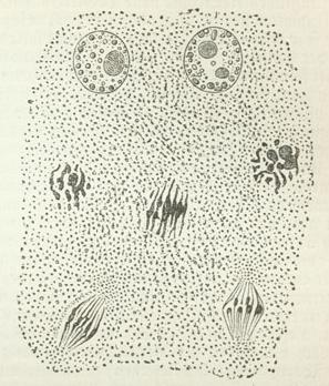 Zellkerne in verschiedenen Entwickelungsstadien (aus dem Wandbeleg des Embryosacks von Agrimonia). Zellkerne in verschiedenen Entwickelungsstadien (aus dem Wandbeleg des Embryosacks von Agrimonia).