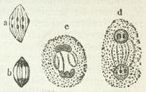 Weitere Entwickelungszustände von Zellkernen (aus dem Embryosack von Agrimonia); a-d die aufeinander folgenden Zustände.
