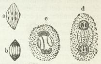 Weitere Entwickelungszustände von Zellkernen (aus dem Embryosack von Agrimonia); a-d die aufeinander folgenden Zustände. Weitere Entwickelungszustände von Zellkernen (aus dem Embryosack von Agrimonia); a-d die aufeinander folgenden Zustände.