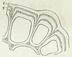 Oberhautzellen; c Cuticula, y Kutikularschicht. Oberhautzellen; c Cuticula, y Kutikularschicht.