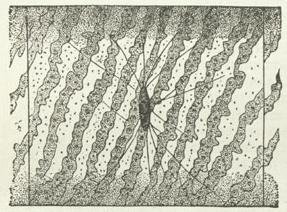 Einzelne Zelle von Spirogyra majuscula im Ruhezustand.