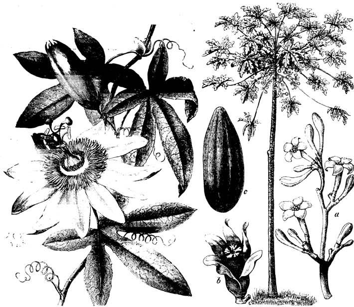 1. Passiflora sanguinea (Passionsblume) . 2. Carica Papaya (Melonenbaum); a männlicher Blütenstand, b weibliche Blüte, c Frucht