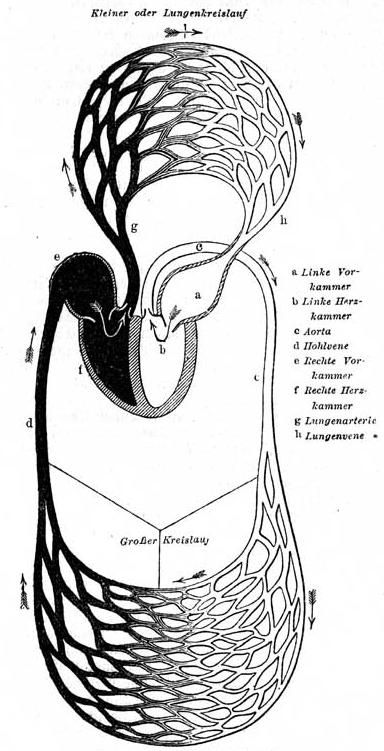 Schema des Blutkreislaufs. Schema des Blutkreislaufs.