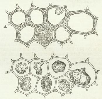 Zellen mit Zellhaut, Protoplasma und Zellkern; A im lebenden, B im getöteten Zustand. Zellen mit Zellhaut, Protoplasma und Zellkern; A im lebenden, B im getöteten Zustand.