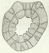 Zelle mit verzweigten Tüpfelkanälen. Zelle mit verzweigten Tüpfelkanälen.