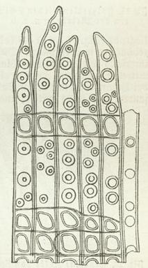 Zellen mit behöften Tüpfeln (aus Kiefernholz). Zellen mit behöften Tüpfeln (aus Kiefernholz).