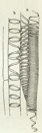 Ring- (b) und spiralförmige (a) Wandverdickung. Ring- (b) und spiralförmige (a) Wandverdickung.
