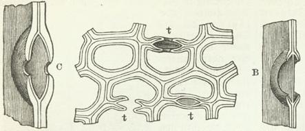 Zellen mit durchschnittenen behöften Tüpfeln tt; B Schrägansicht eines Tüpfelhofs mit Schließhaut, C desgl. ohne Schließhaut. Zellen mit durchschnittenen behöften Tüpfeln tt; B Schrägansicht eines Tüpfelhofs mit Schließhaut, C desgl. ohne Schließhaut.