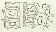 Holzzellen mit den Schichten der Membran x, a, b. Holzzellen mit den Schichten der Membran x, a, b.