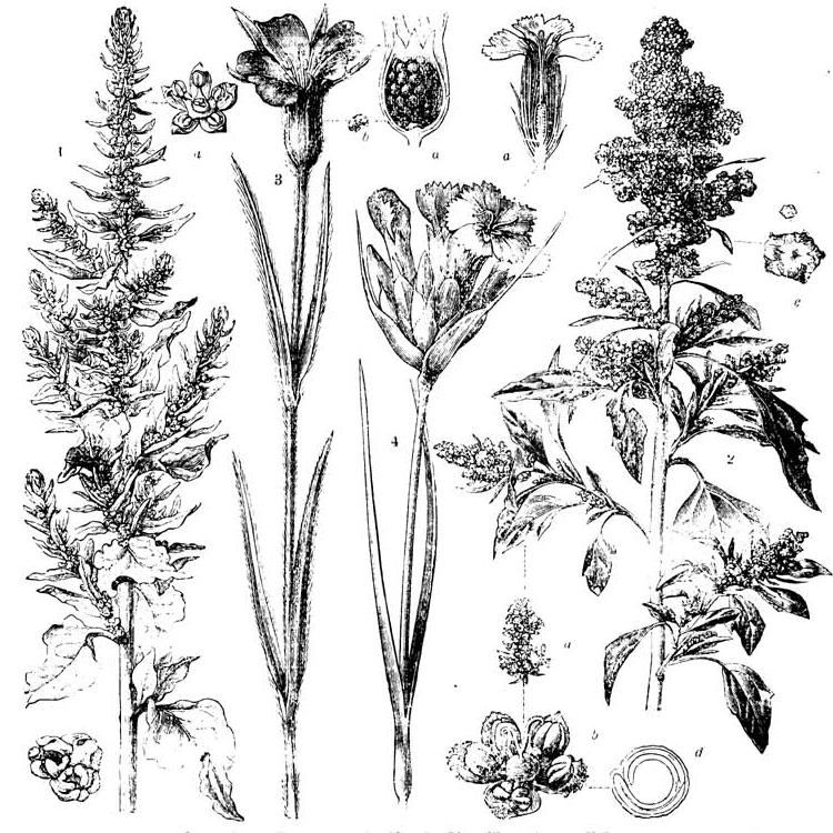 Centrospermen (S. 47 b): 1. Beta vulgaris (Runkelrübe, Mangold); a Blüte, b Gruppe von Früchtchen. 2. Chenopodium Quinoa (Reismelde); a Blütengruppe, b
Blüte vergrößert, c Früchtchen in natürlicher Größe und vergrößert, d durchschnittener Same mit gekrümmtem Embryo, vergrößert. 3. Agrostemma githago
(Kornrade); a Frucht, b Same. 4. Dianthus carthusianorum (Karthäusernelke); a Blüte im Durchschnitt. Centrospermen (S. 47 b): 1. Beta vulgaris (Runkelrübe, Mangold); a Blüte, b Gruppe von Früchtchen. 2. Chenopodium Quinoa (Reismelde); a Blütengruppe, b
Blüte vergrößert, c Früchtchen in natürlicher Größe und vergrößert, d durchschnittener Same mit gekrümmtem Embryo, vergrößert. 3. Agrostemma githago
(Kornrade); a Frucht, b Same. 4. Dianthus carthusianorum (Karthäusernelke); a Blüte im Durchschnitt.