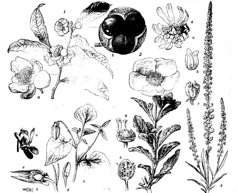 Cistifloren (S. 335b): 1. 
                    Thea chinensis (Thee); a Blüte, b Frucht, beide in nat. Gr. 2. Cistus creticus 
                    (Ciströschen); a Blütengrund nach Entfernung der Blumenkrone und des größten Teils der Staubgefäße, b Frucht im Durchschnitt. 3. 
                    Viola silvestris (Waldveilchen); a normale, b kleistogame Blüte, c letztere im Durchschnitt, vergrößert, d ein Staubgefäß 
                    derselben. 4. Reseda luteola (Färberwau); a Blüte vergrößert, b Fruchtknoten stark vergrößert, c Frucht vergrößert.
                    